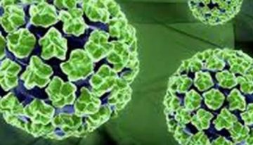 Ölümcül Nipah virüsü meyvelerde yaşayamıyor