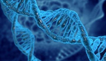 DNA yaşam süresi hakkında ipuçları veriyor